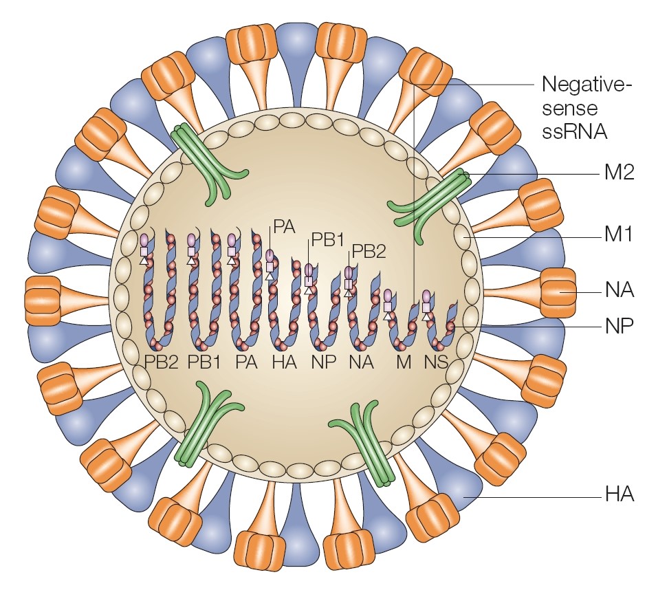 Virione del virus influenza A