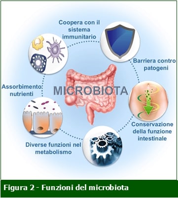 Funzioni microbiota-Professione Farmacia-ECM-MEI